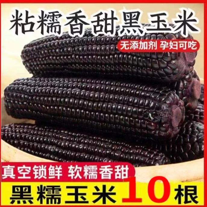 【黑糯】东北寒地种植黑糯玉米整箱十只装