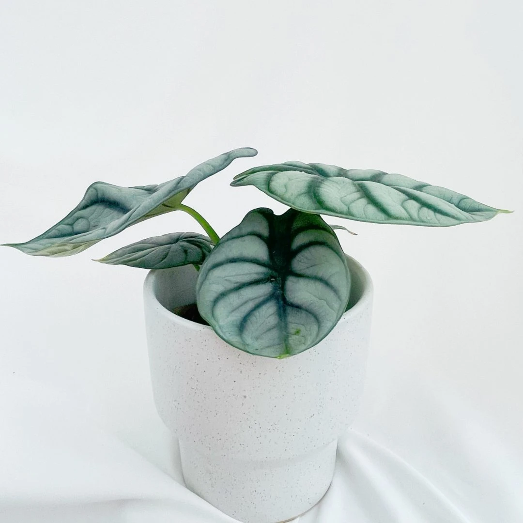 白犀牛海芋室内小盆桌面绿植观叶植物现货发货园艺种植造型季节