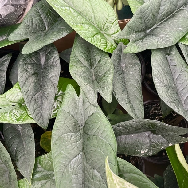 板盾海芋蝰蛇室内天南星科热植绿植盆栽