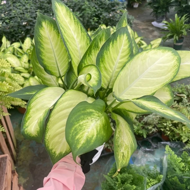 玛丽安万年青大苗多株发货室内绿植现货植物