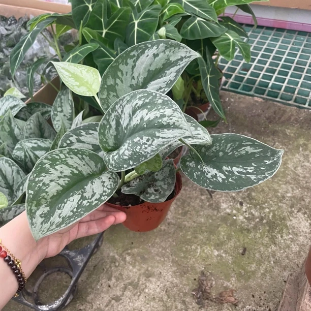 小叶大叶银斑葛垂藤植物室内绿植 育苗盆发