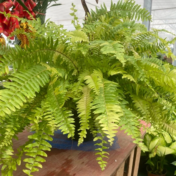 【老虎蕨】吊兰大盆蕨类波斯油画蕨类植物室内植物绿植观叶发货园艺