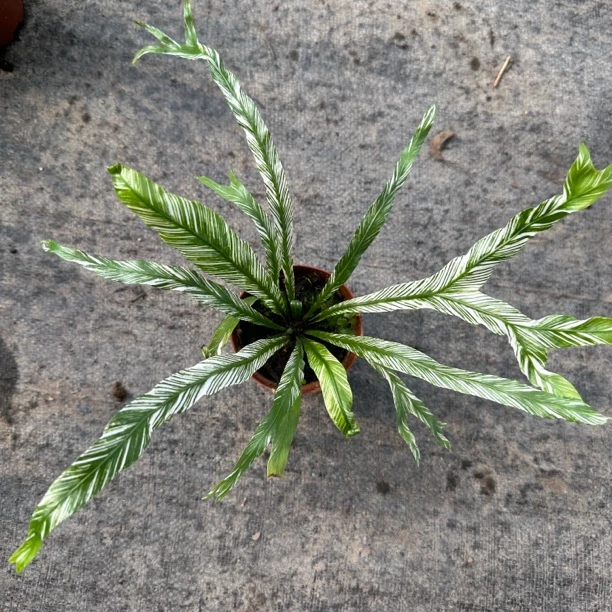 白锦鸟巢蕨小苗可上板室内锦化蕨类白月光