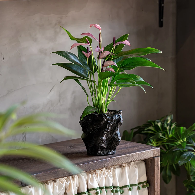 精品紫掌齐祖高级感室内花卉盆栽四季开花客厅耐阴好养活桌面植物