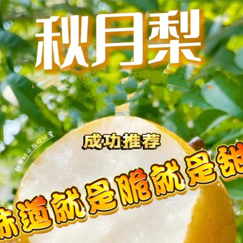 山东正宗秋月梨脆甜多汁口感爽口细腻品质香甜香脆