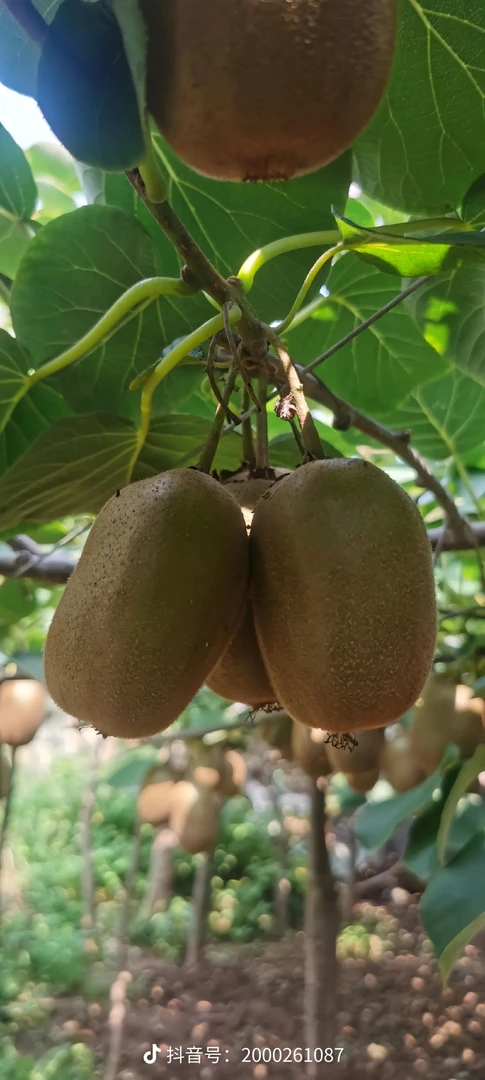 黑宝山生态猕猴桃