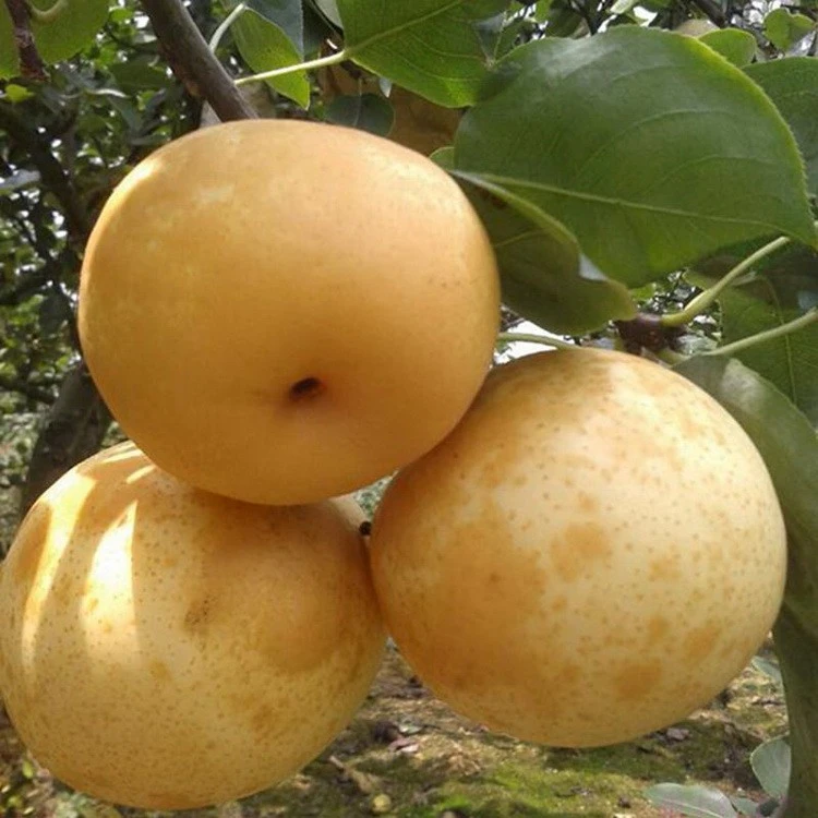 连州水晶梨高山脆冠梨带箱十斤装礼盒皮薄肉细无渣现摘现发自家果