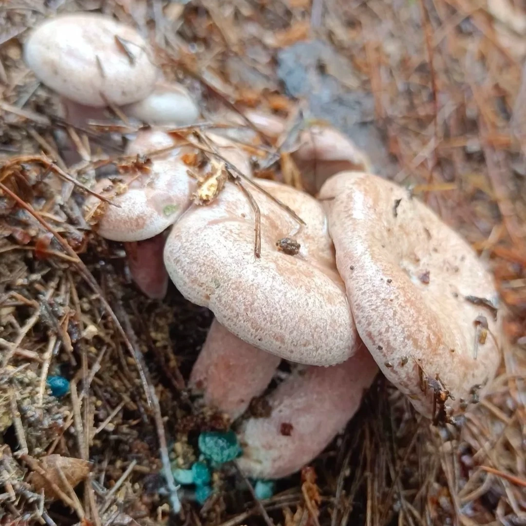 松树菌新鲜现货现发天鹅菌鲜甜三九菇野生菌乌色枞树菇顺丰包邮