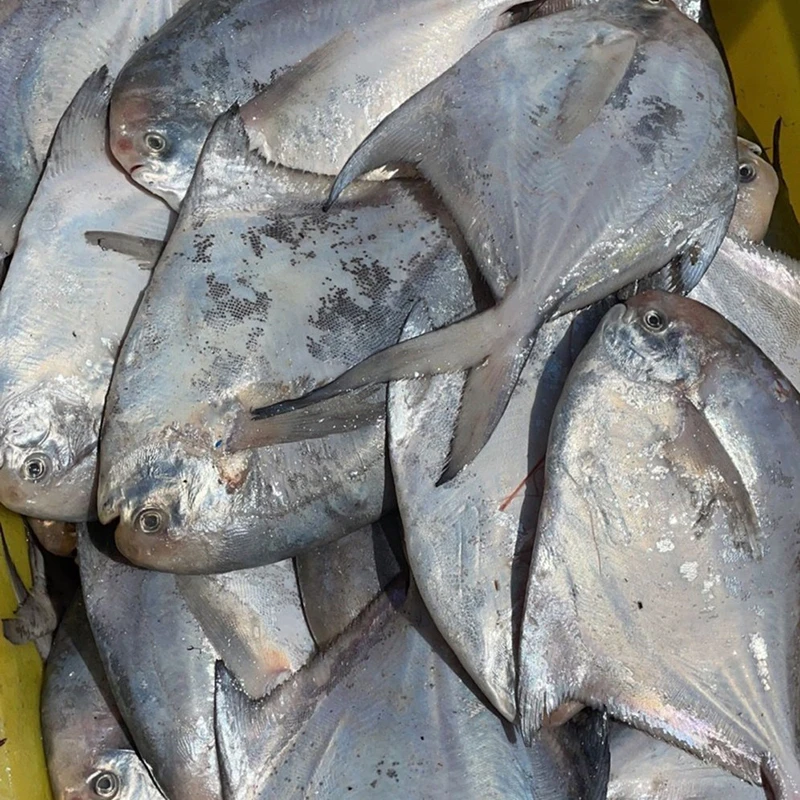 吕四渔港发货 本地银鲳鱼 净重500g 3斤起发 吕四大白鲳鱼 昌鱼
