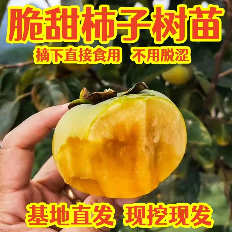 【29.9元三棵】脆甜柿子树苗太秋柿子树苗巧克力柿子果树苗盆栽地栽