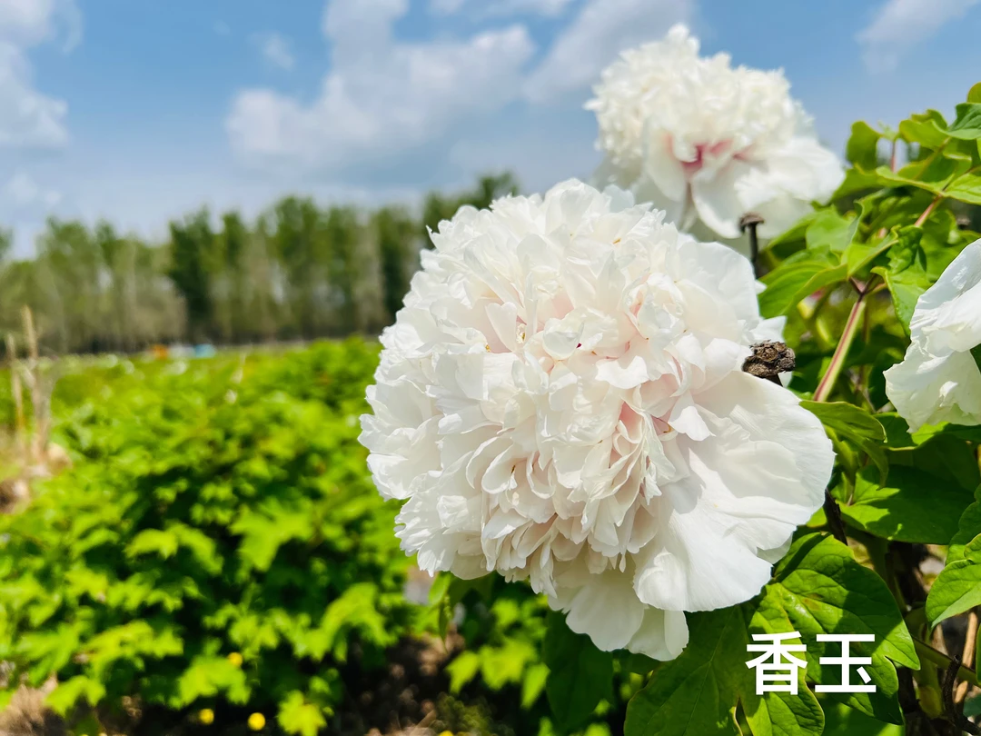 3#牡丹【香玉】1枝条