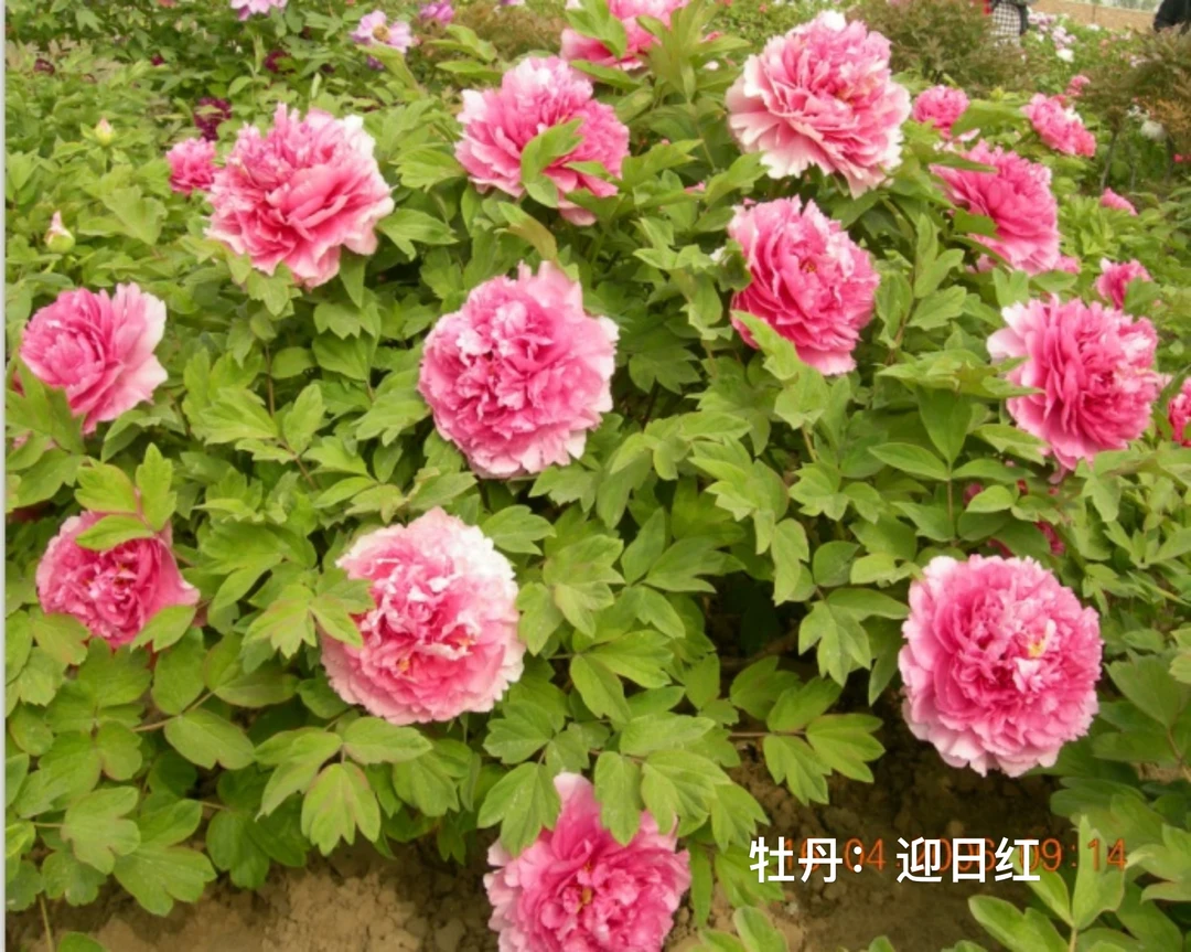 5#牡丹【迎日红】裸根1枝条