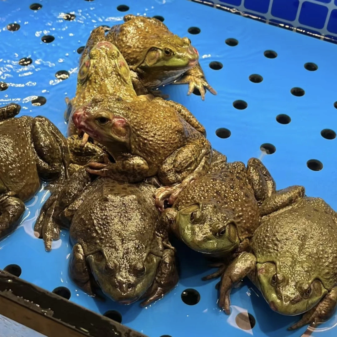 鲜活牛蛙1只装（250-300g）