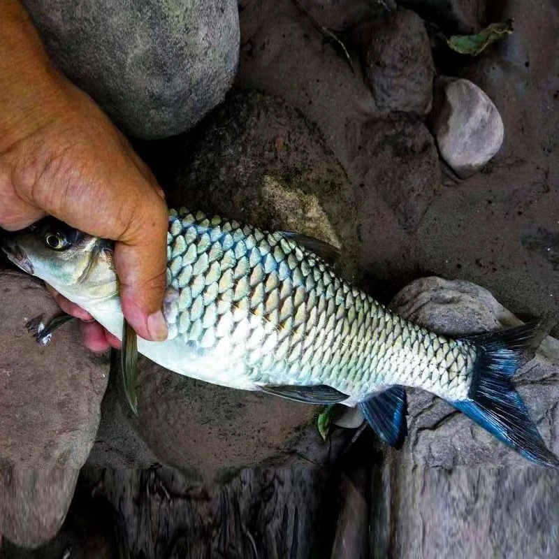 新鲜四川清波 一条2-10g左右 清波