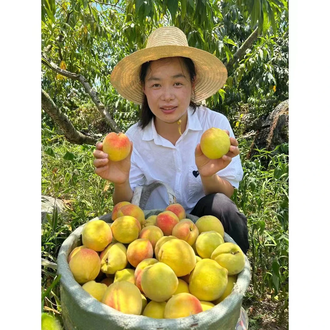 张家界高山锦绣黄桃纯甜水果阳光果多汁毛桃非炎陵黄桃包邮