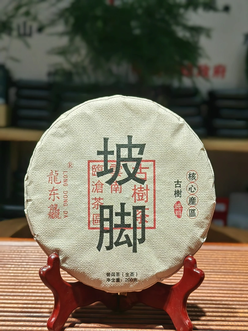 2024坡脚古树春茶饼茶