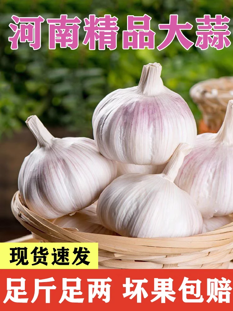 新干蒜河南大蒜头干鲜蒜多瓣白皮蒜头籽5斤包邮农家生蒜紫皮蒜种
