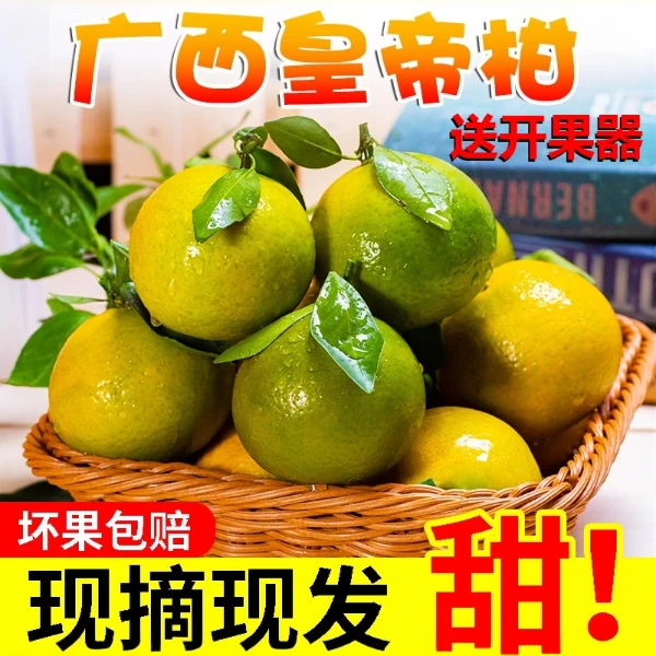 广西皇帝柑正宗精品中大果产地直销优质柑子新鲜果干武鸣坏果包赔