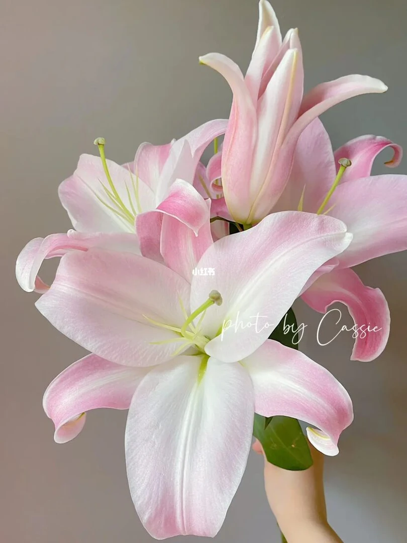 【云集】随机色，混色，香水百合，云南基地直发