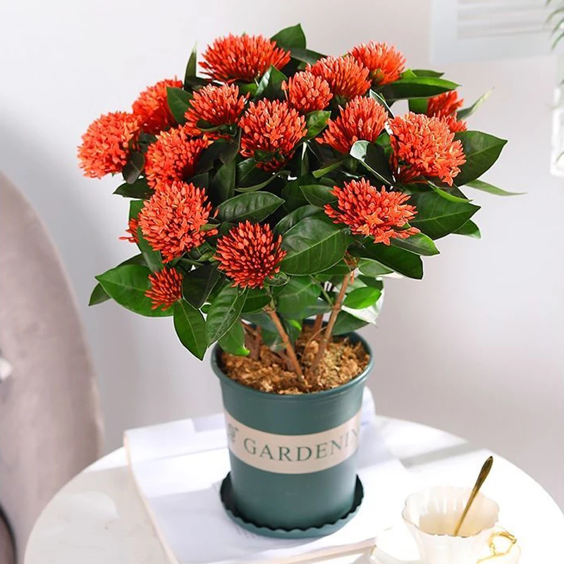 龙船花盆栽带花老桩花卉植物室内阳台庭院观赏绿植四季开花好养