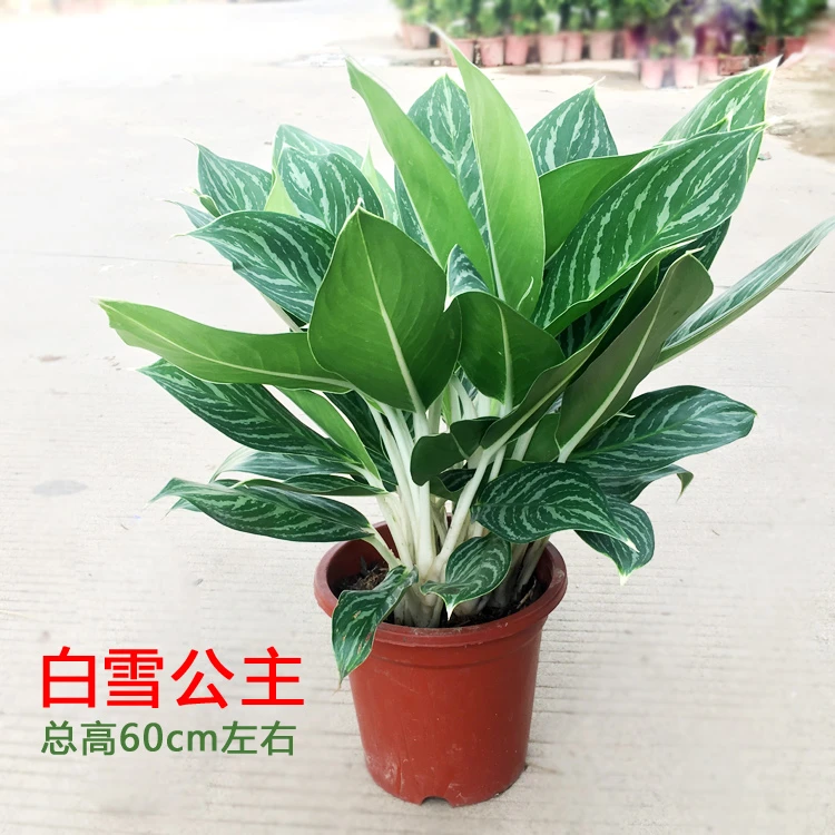 白雪公主花盆栽白柄粗肋草室内办公客厅花卉大植物四季常青除甲醛