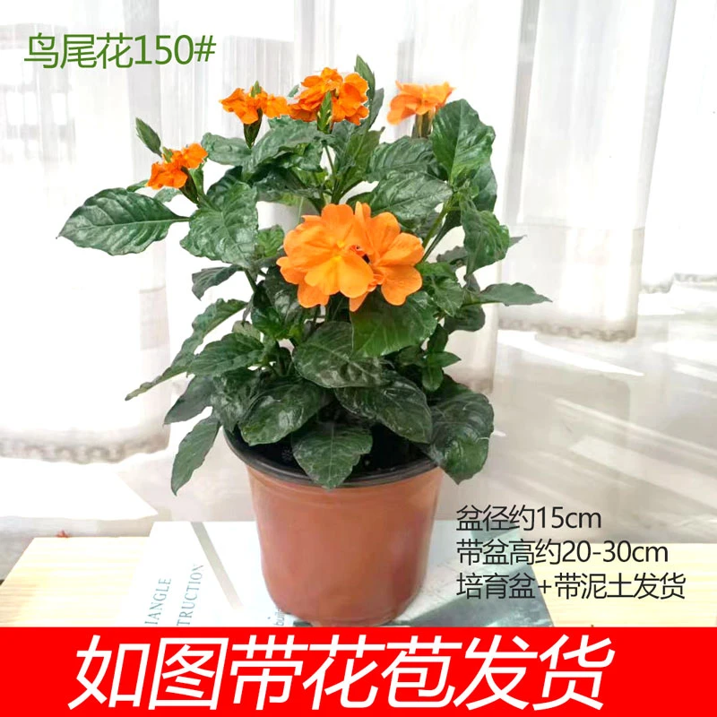 鸟尾花盆栽带花苞多年生室外阳台庭院耐热工程绿化原土发货花期长