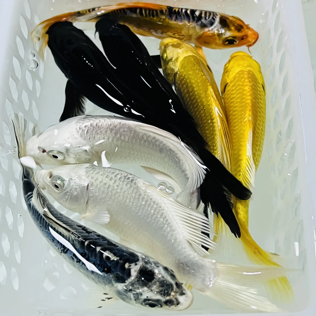 12-14公分【2黄2白2黑2德】水族活体冷水观赏鱼好养耐活包邮