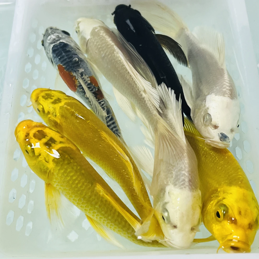 12-14公分【3黄3白1黑1德】水族活体冷水观赏鱼好养耐活包邮