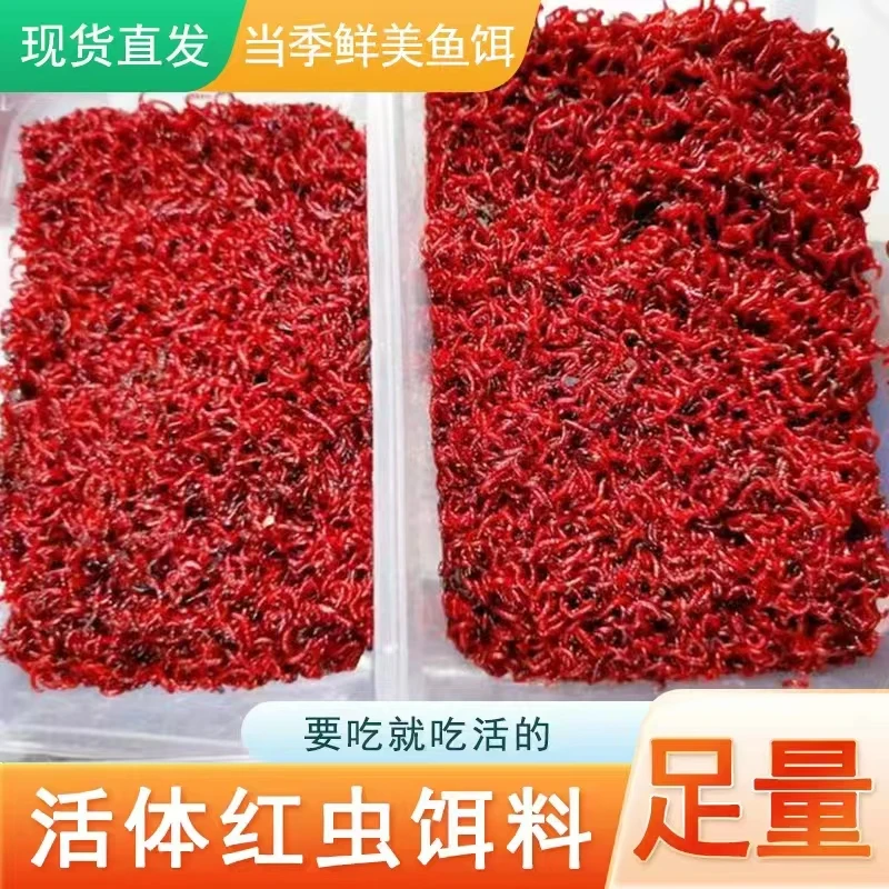 鲜活红虫公虫活体钓饵精选野钓鲫鱼鲤鱼新鲜饵料天然营养红虫鱼饵
