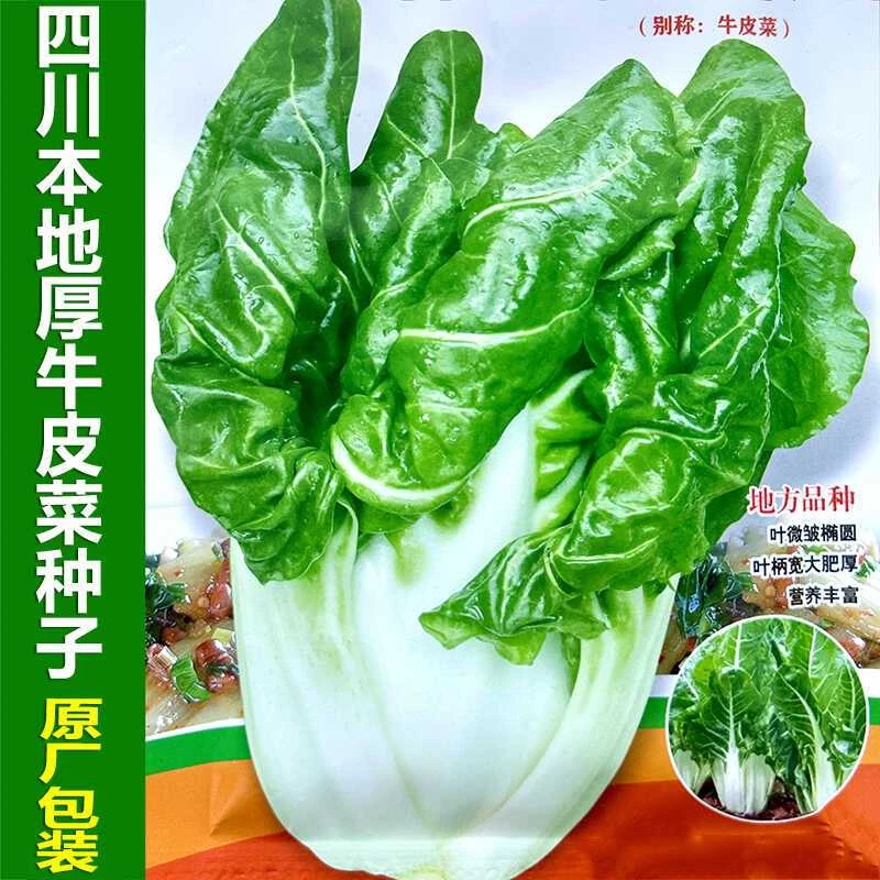四川本地厚皮菜种子厚肉牛皮菜种籽耐热耐抽苔阳台秋季播蔬菜种孑