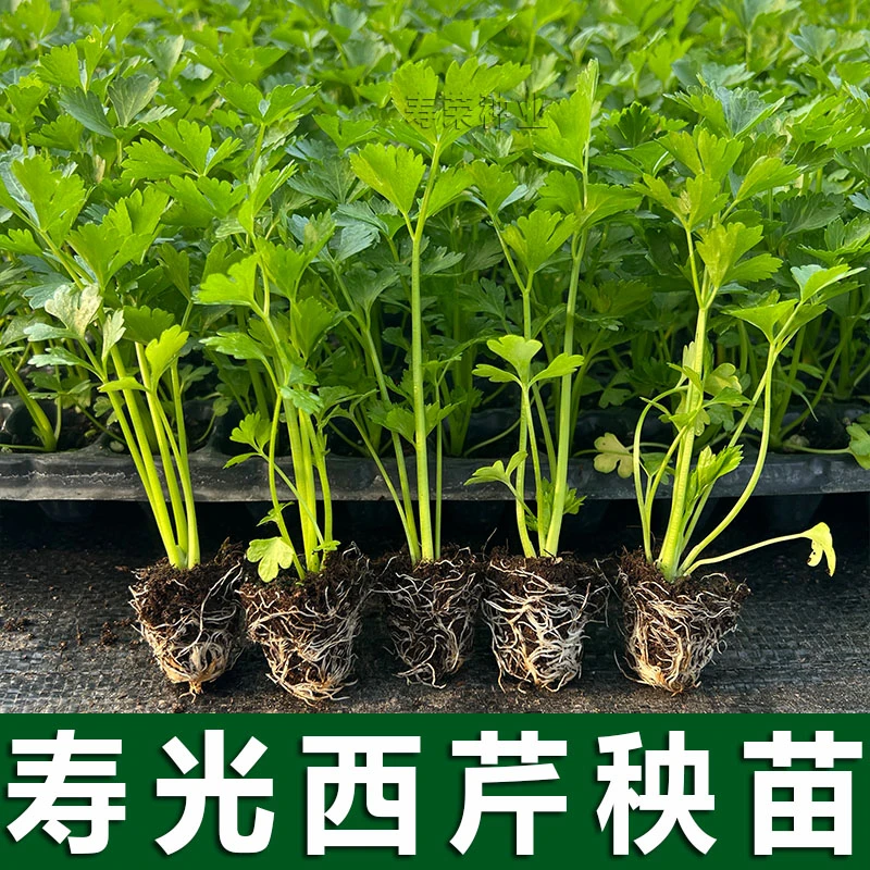西芹蔬菜秧苗带土发货精选芹菜苗批发四季耐寒南方种植菜苗食用
