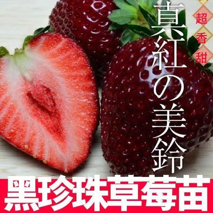 黑珍珠草莓苗黑珍珠真红美玲黑草莓苗秧室内盆栽地栽带土草莓苗