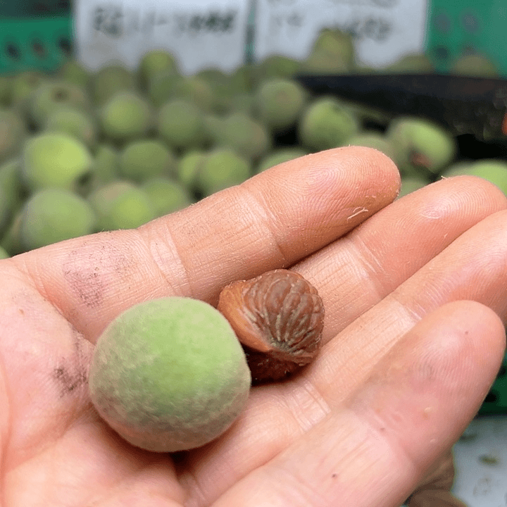 桃核手串秦岭龙文荔枝纹100颗