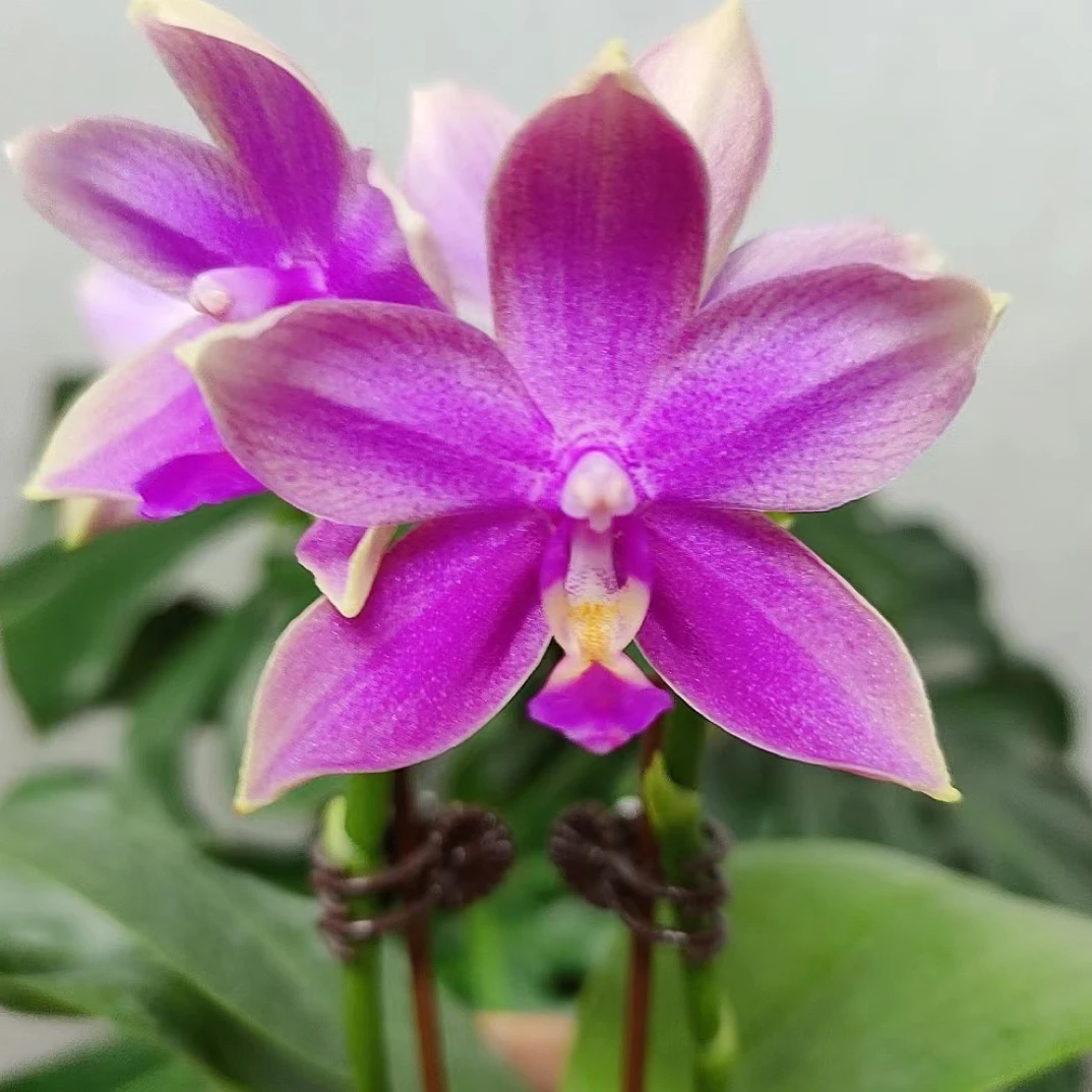 蝴蝶兰【香奈儿】2.8寸杯带双花剑，没有开花