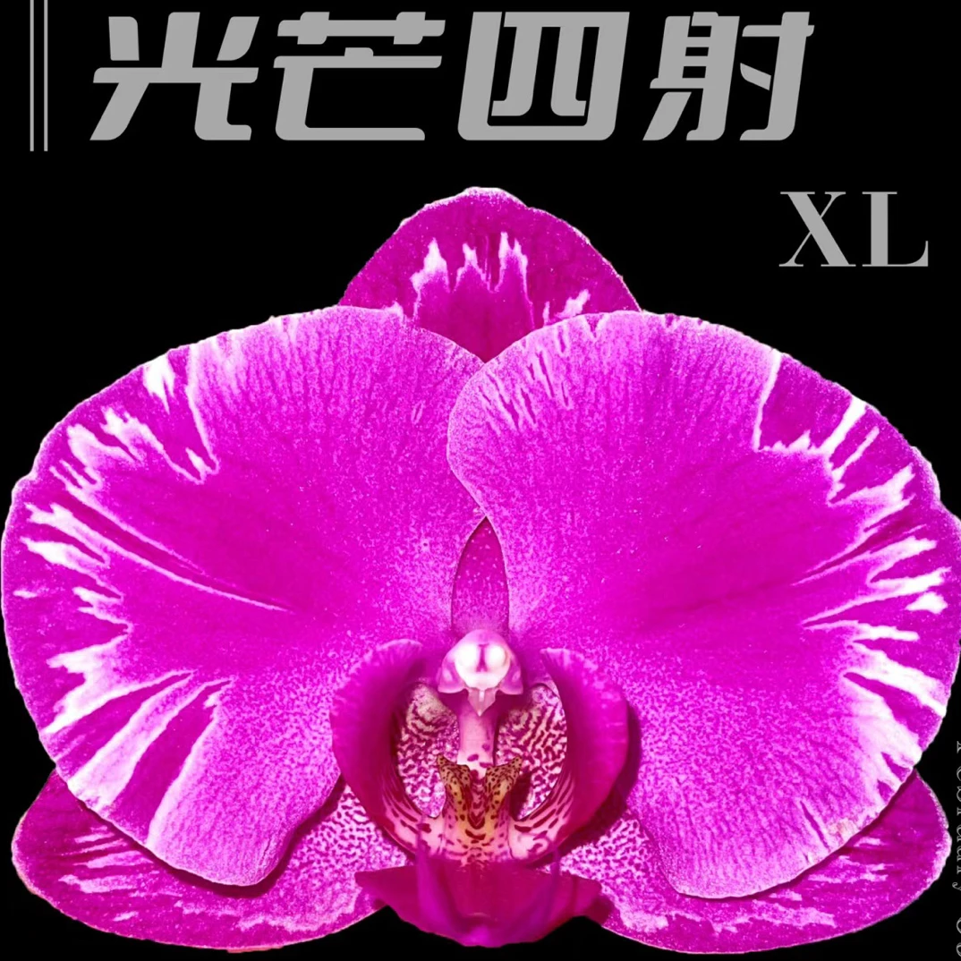 一棵不发蝴蝶兰【光芒四射】2.8寸杯不带花剑苗子，没有开花