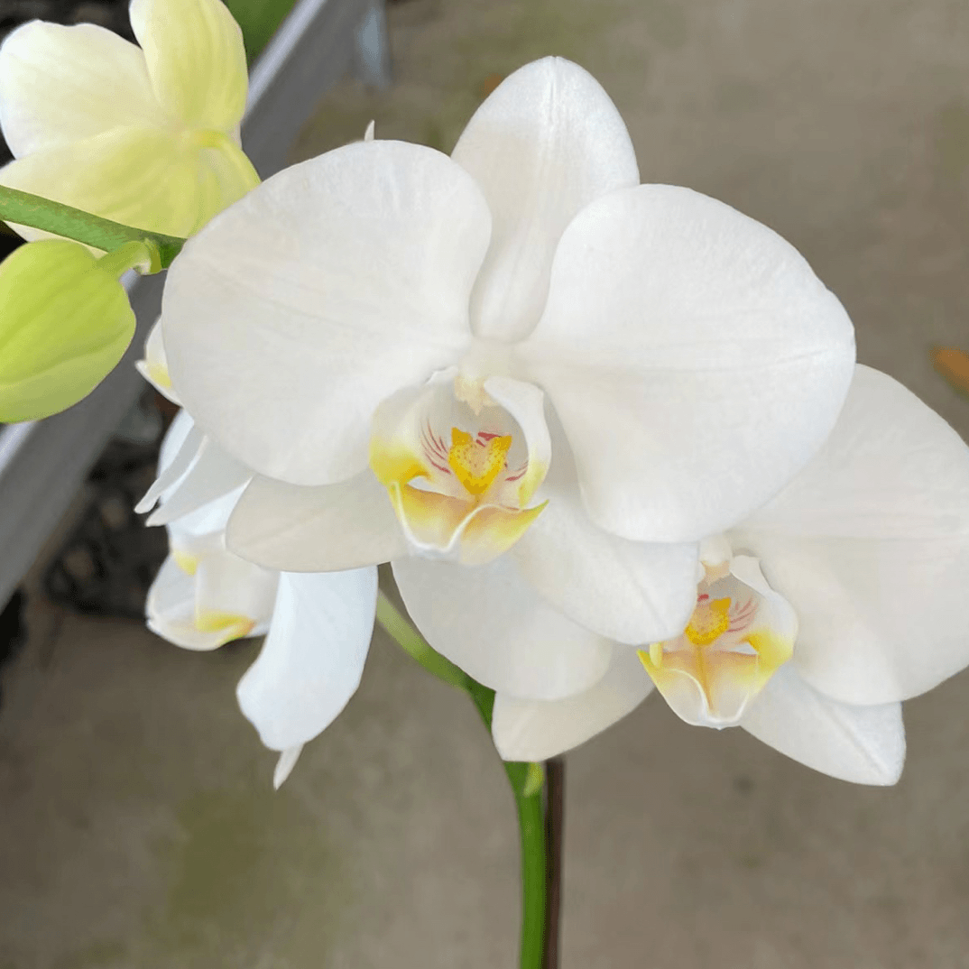 蝴蝶兰【阿玛】双苗2.8寸杯带花剑