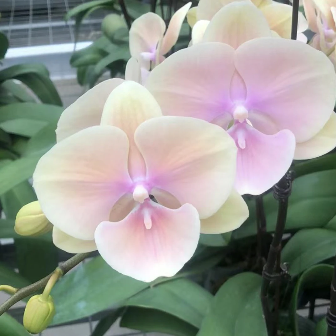 蝴蝶兰【黄袍】3.5寸杯，没有花剑