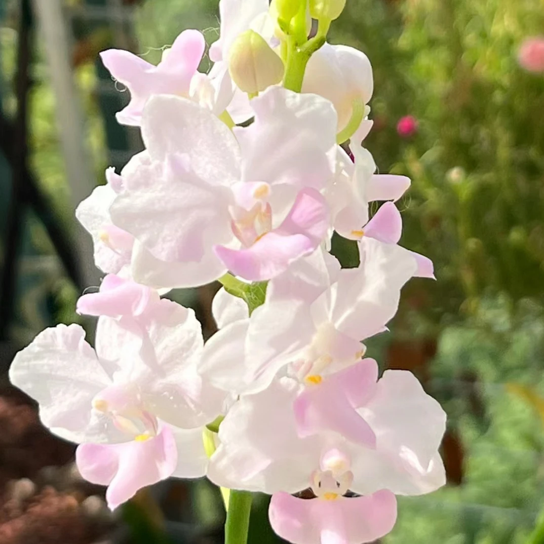 蝴蝶兰【粉猫苗子不壮】朵丽蝶2.5寸杯不带花剑，没有开花