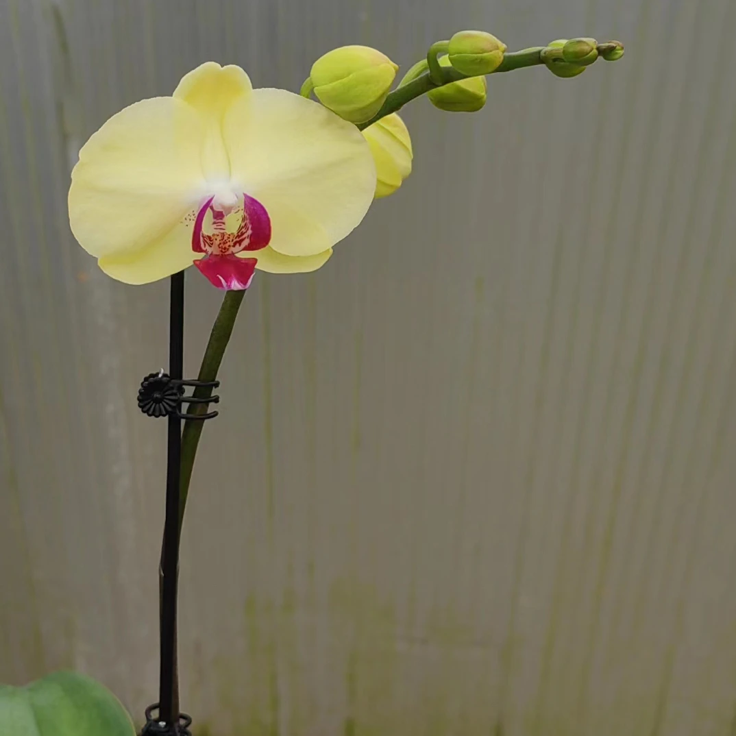 蝴蝶兰微瑕疵【绿天使】2.8寸杯带花剑，没有开花