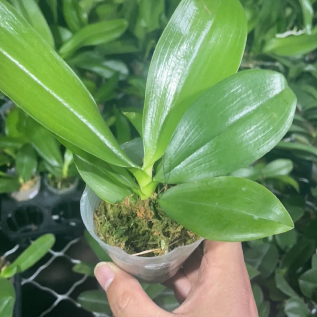 蝴蝶兰处理苗盲盒原生2.8寸杯不带花剑