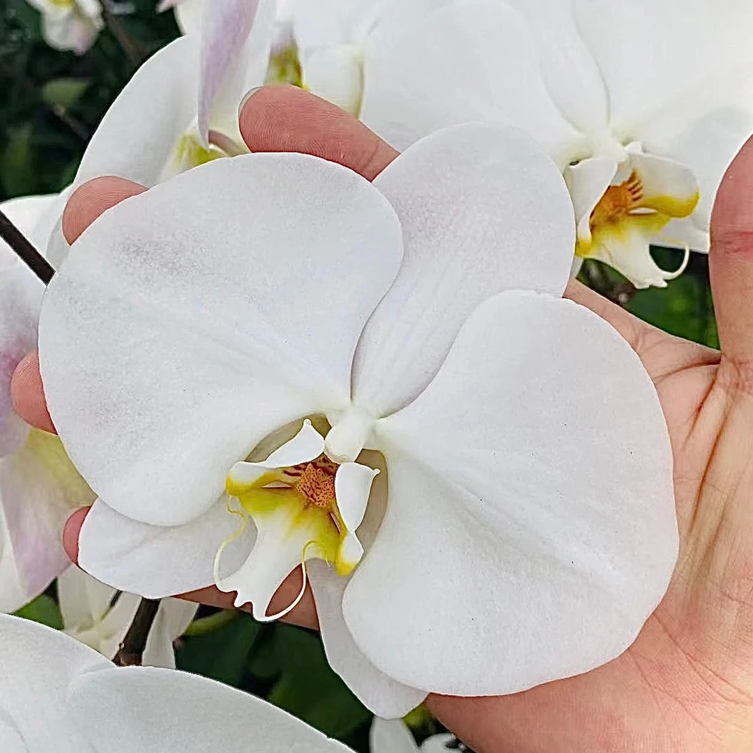 蝴蝶兰瑕疵处理苗【V3大白】3.0寸杯