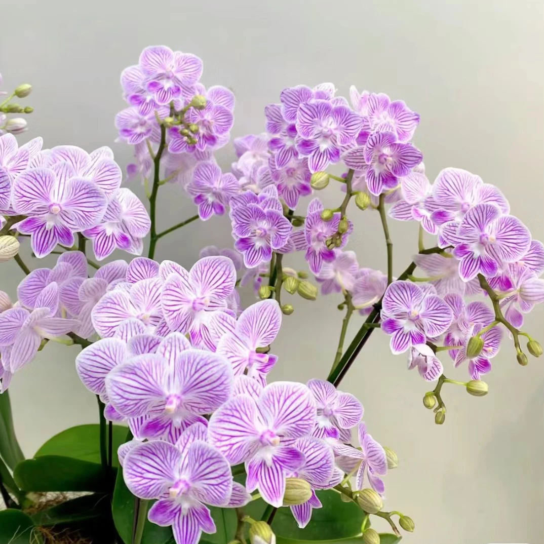 蝴蝶兰瑕疵叶损处理苗【樱花大舌头多头苗】2.8寸杯不带花剑