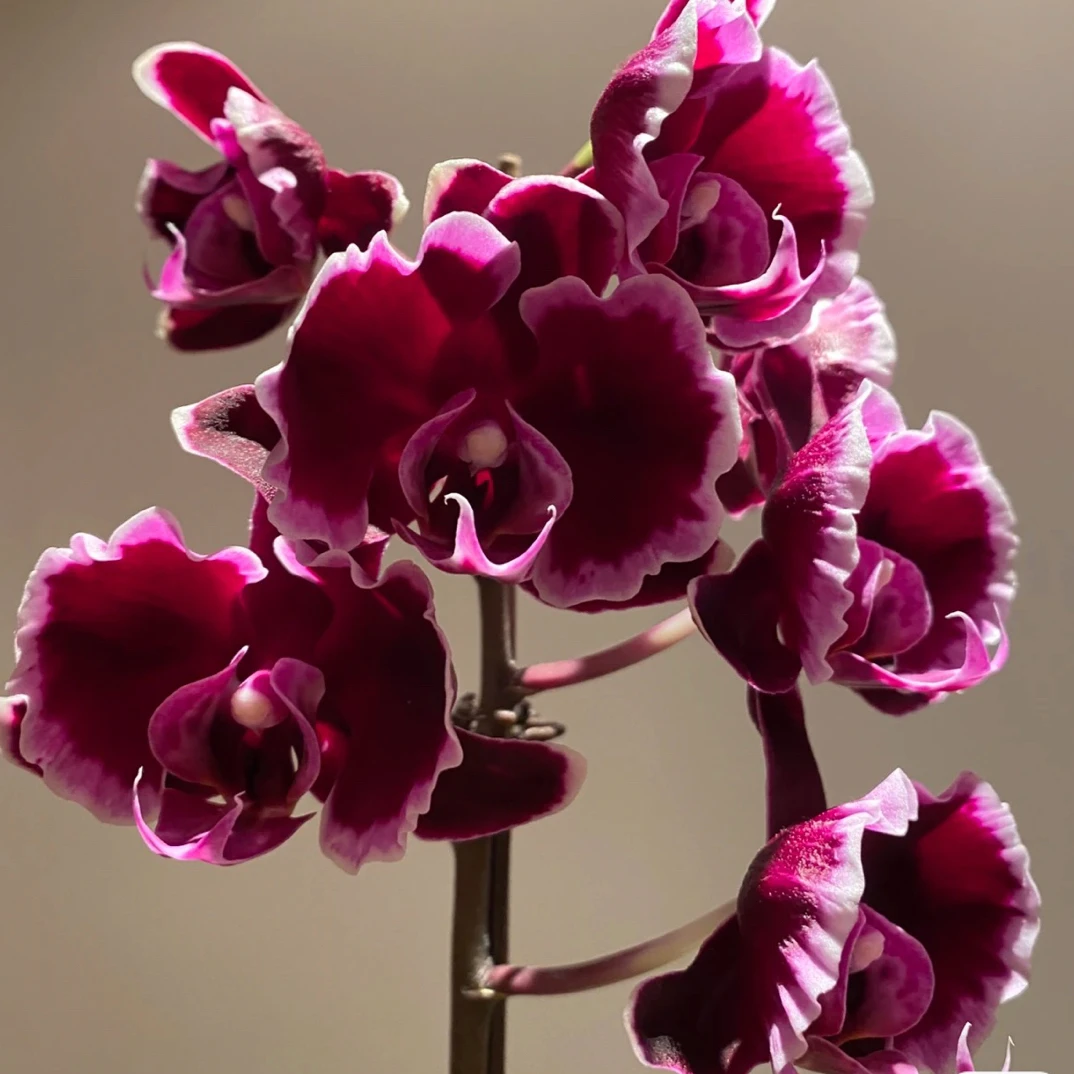 蝴蝶兰瑕疵处理苗【拉丁舞裙】2.8寸杯