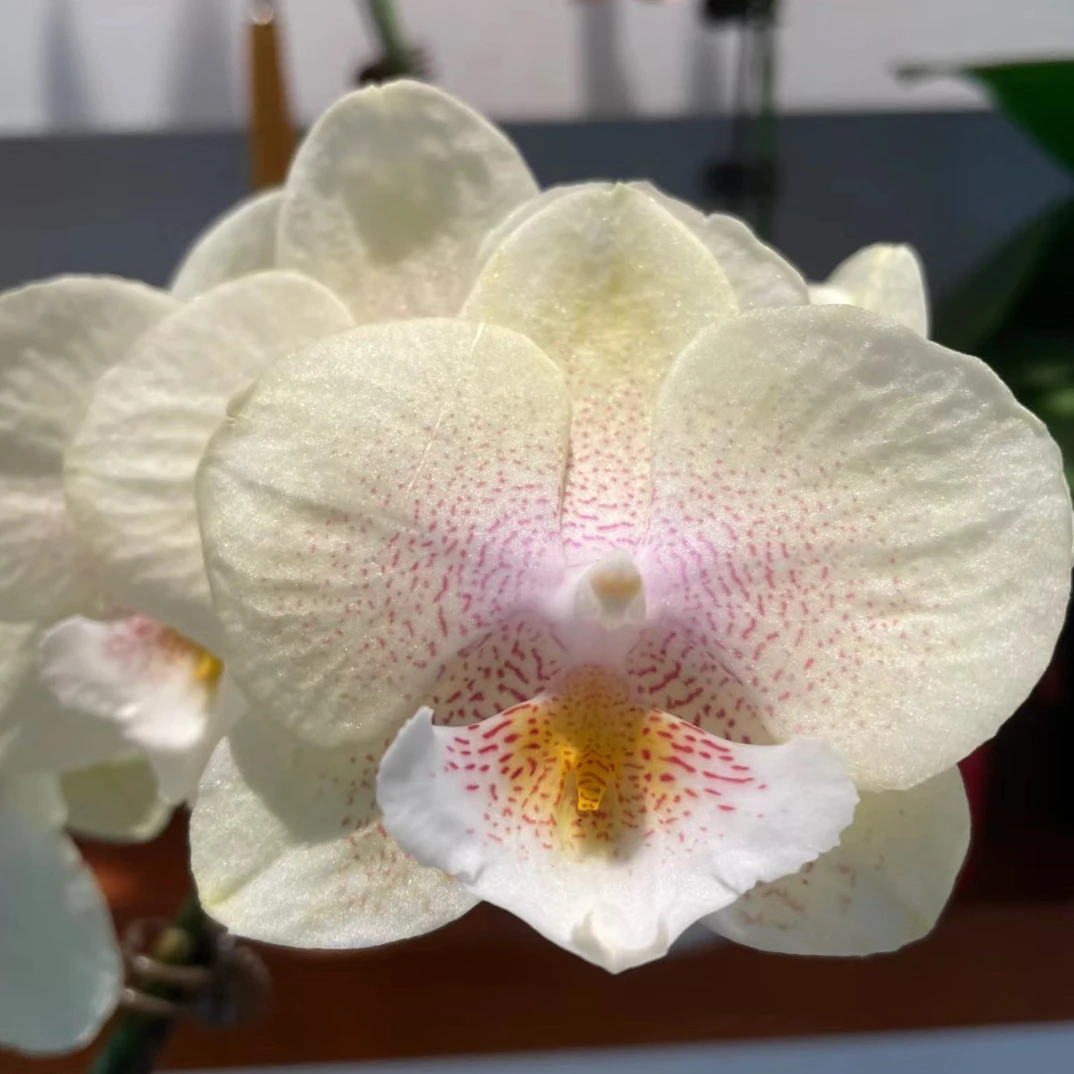 蝴蝶兰瑕疵处理苗【爆米花】3.0寸杯