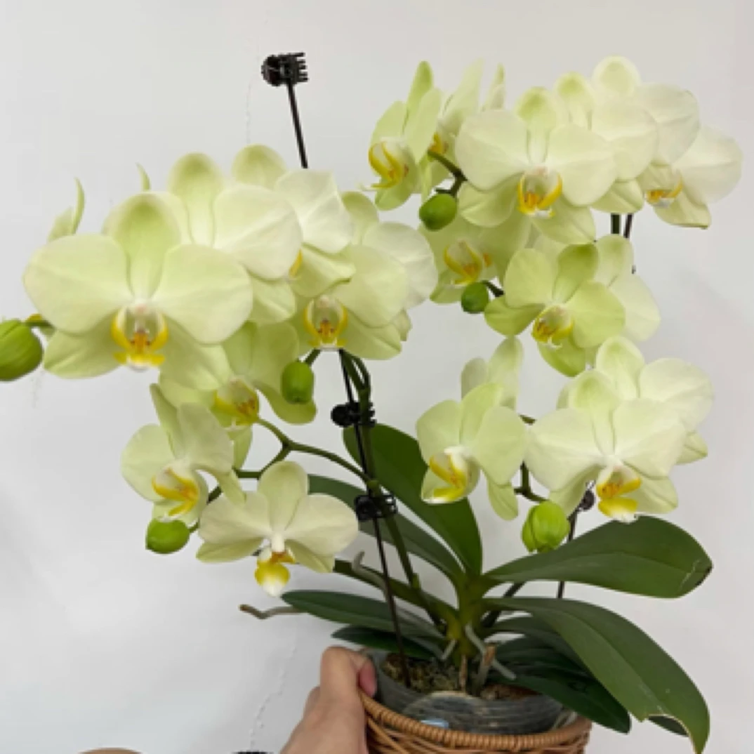 蝴蝶实生黄色蜡质花开花株随机发无售后