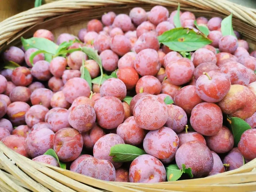 半边红脆李1000g/份