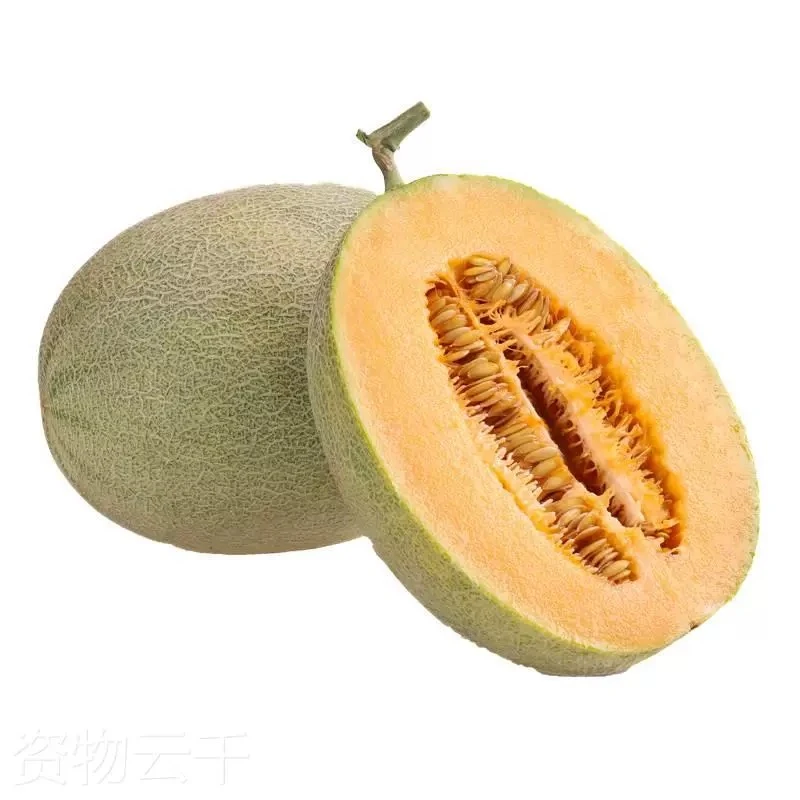 脆甜哈蜜瓜一个约4-5斤重（大瓜）