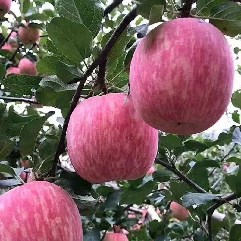 世界一号苹果2个