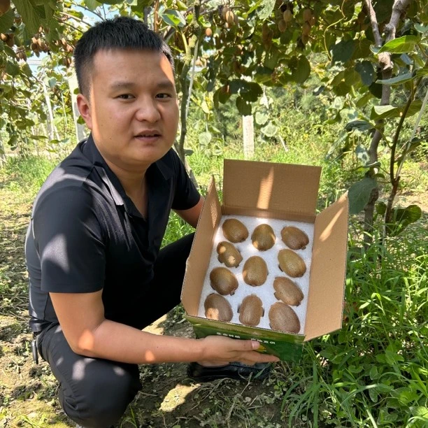 陕西周至翠香猕猴桃5斤奇异果新鲜当季孕妇水果绿心弥猴桃