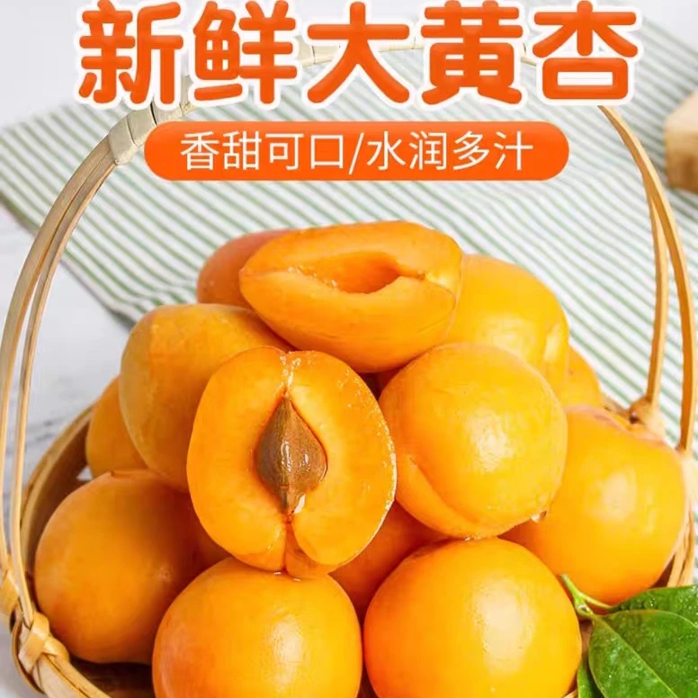 山西金太阳大黄杏包邮